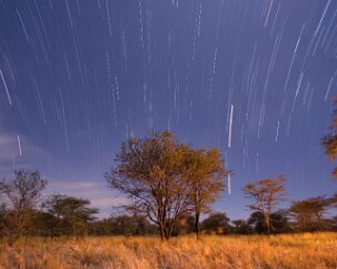 Serengetti Startrails, East A safari in Tanzania takes one almost exactly to the Earth’s equator. A camera pointed east to make a startrail image will show those due-east stars taking...