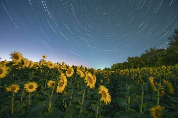 Northern Sunflower Trails I have long been fascinated by sunflowers. On my travels across the prairies of the Dakotas I loved to encounter sunflower fields with their collective bright...