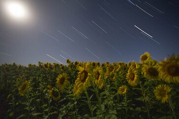 Moonflowers I had another camera in the sunflower field. This one faced south and caught the arcs of stars and planets near the ecliptic. Eventually the full moon entered...