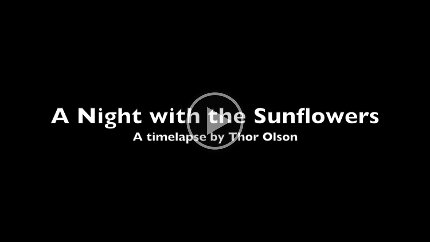 2020-A Night with the Sunflowers An overnight timelapse in a sunflower field accompanied by a full moon. Watch for the light of sunset on the clouds, of moonrise striking the flowers, the Big...