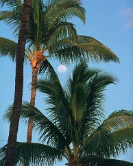 Maui Moon The moon is bright enough to show during broad daylight. Here a nearly full moon is framed by branches of palm trees that line the beaches of Kanapaali. As the...