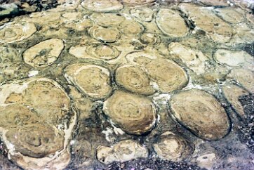 19760800-GlacierPark-10 Stromatolytes, fossils of ancient algae colonies.