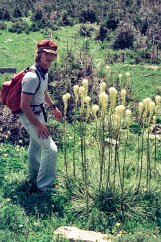 19760800-GlacierPark-18 Beargrass.