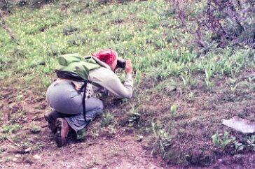 19760800-GlacierPark-19 Vicki photographing Glacier Lilies
