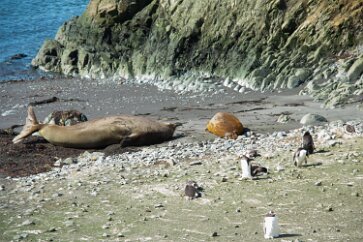 IMG_2106 Elephant seals on the beach, ignored by the penguins.