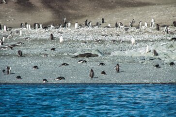 IMG_2112 A fur seal on the beach, also ignored.