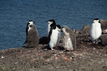 IMG_2120 Nearly full grown Chinstrap Penguin chicks.