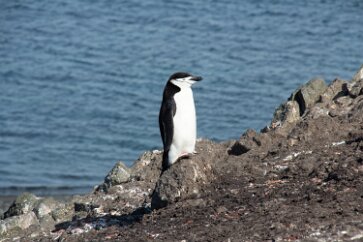 IMG_2121 For some reason, they call this the Chinstrap Penguin.