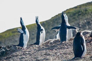 IMG_2123 Singing penguins