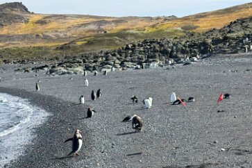 IMG_8626 Landing on Barrientos Island. Red flags mark the bounds of where we may explore, to protect the wildlife.