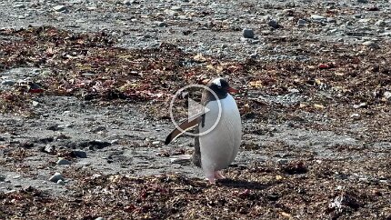 Video: A Gentoo penguin waddles across our path.