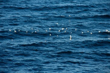 IMG_2172 Seabirds cluster and feed.