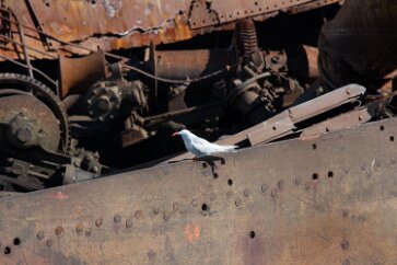 IMG_2236 An Arctic tern.