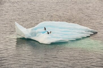 IMG_2357 We woke up and looked out our window to see ice floes with penguins floating by.