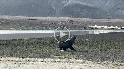 Video: A seal heads for the water