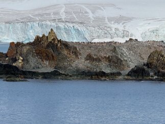 IMG_8983 The penguin colony is at the top of the hill because that was the safest location when the snow started to melt at the beginning of the season.