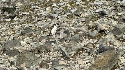 Video: Penguin rock-hopping skills