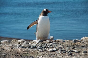 IMG_2097 A Gentoo Penguin.