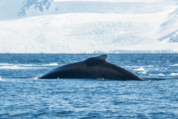 IMG_2195 A humpback whale dives.