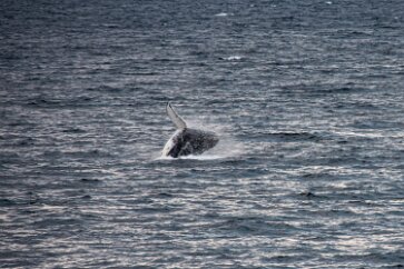 IMG_2288 This whale was just out for fun.