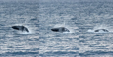 IMG_2296-Edit A sequence capturing this breach.