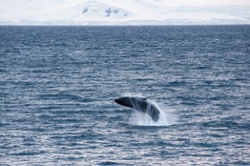 IMG_2297 It performed for nearly an hour as we watched from the ship.