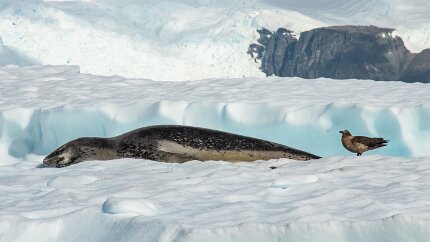 IMG_2404 A leopard seal, the apex predator, accompanied by a South polar skua, also a predator.