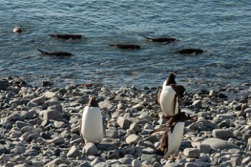IMG_2430 Clumsy on land, but agile in water, a group of penguins are seen fishing in shallow water.