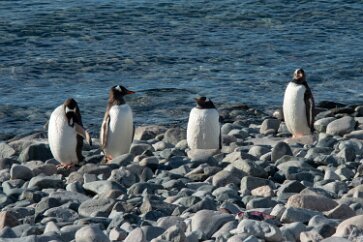 IMG_2437 The gang of four.