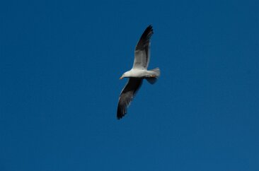 IMG_2484 A Kelp Gull