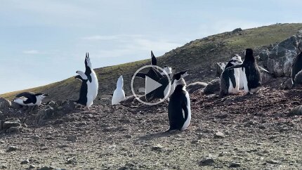 Video: Here is what they sound like.