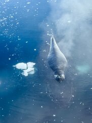 IMG_8895 A large humpback swims directly toward the ship, exhales loudly, then dives beneath. Its nostrils are shown clearly, and the light-colored pectoral fins are...