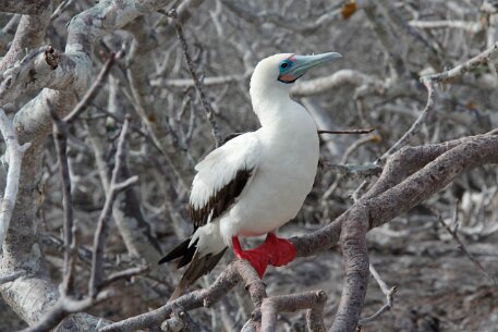_MG_1105 This somewhat awkward looking bird is the Red-footed Booby. They may look funny on land, but they are highly skilled divers.