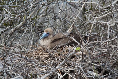 _MG_1117 A juvenile Red-footed Booby in its nest.