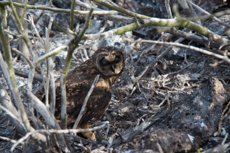 _MG_1127 The elusive reclusive Short-eared Owl. It is camouflaged to blend in with the lava rocks.
