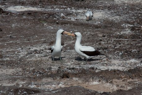 _MG_1137 Prelude to mating: a Nazca Booby pair tap beaks and present each other with symbolic twigs (which they will NOT use for a nest, since she lays eggs directly on...