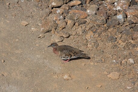 _MG_1138 Galapagos Dove
