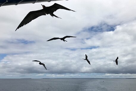 IMG_6845 Frigate birds accompanied us on our way to Santa Cruz.