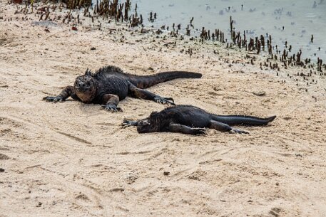 _MG_1156 Marine iguanas sunning on the beach.