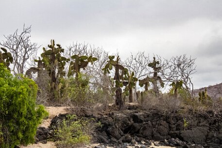 _MG_1164 Cactus trees, a strange mix between prickly pear and joshua trees, welcome us to Santa Cruz.