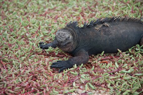 _MG_1170 A marine iguana on a bed of Galapagos carpet weed.