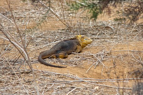 _MG_1183 Colorful land iguanas live inland and make their homes in burrows. They can be much larger than their marine cousins.