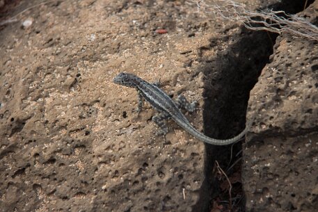 _MG_1196 Lava lizard.