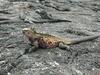 IMG_E6861 Found only in the Galapagos, marine iguanas make their living in the ocean. This one shows mating colors.