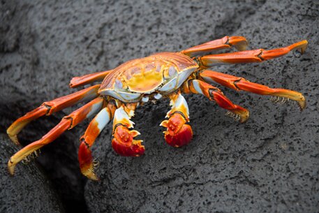 _MG_1275 Sally Lightfoot crab.