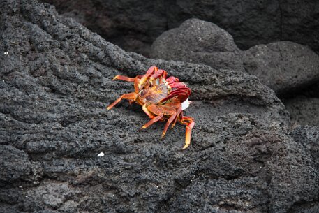 _MG_1286 Crab sex!