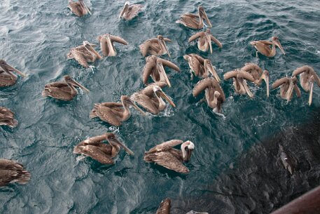 _MG_1347 We awoke this morning to a commotion. The boat was surrounded by pelicans enthusiastically fishing. A school of sardines had sought refuge under the stern of...