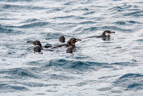 _MG_1362 Here's the gang of penguins, regrouping before they make another underwater attack.