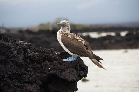 _MG_1394 Blue-footed Booby, juvenile.