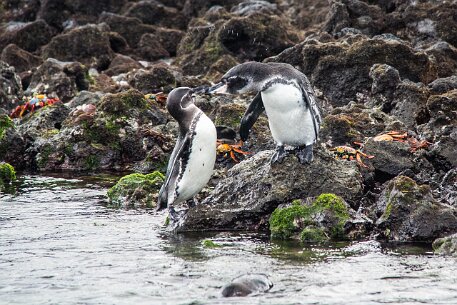 _MG_1404 On our way back to the boat, we encountered these penguins, arguing about possession of the rock.